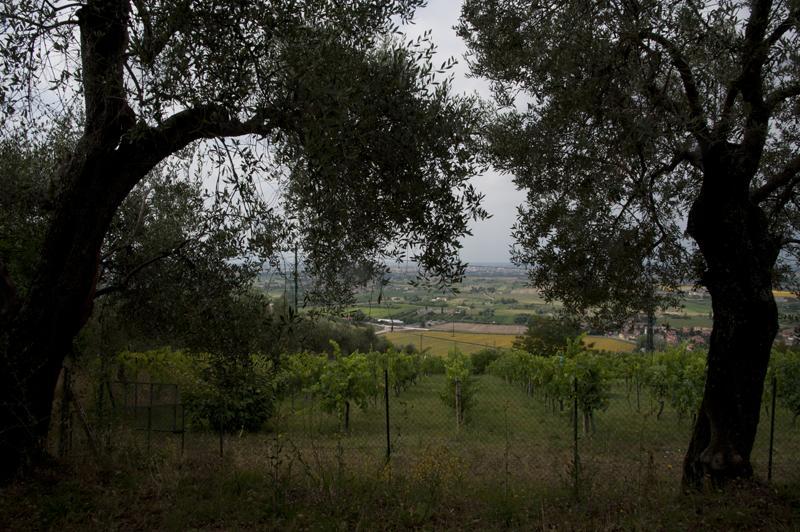 סאן ג'יוליאנו טרמה Agriturismo La Grotta מראה חיצוני תמונה
